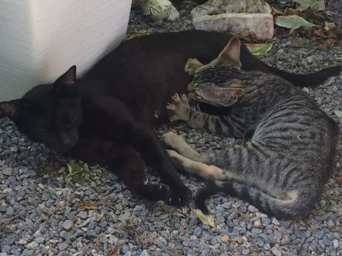 Gato ra a  idade Abaixo de 2 meses nome ?