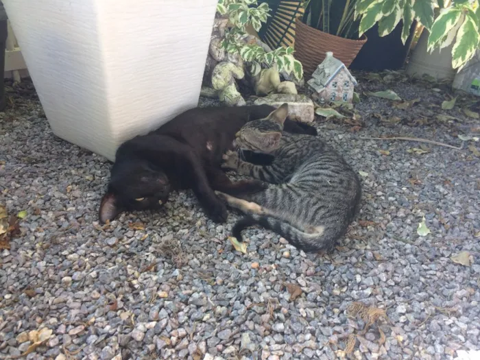 Gato ra a  idade Abaixo de 2 meses nome ?