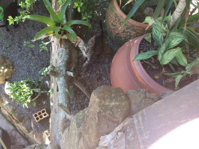 Gato ra a  idade Abaixo de 2 meses nome ?