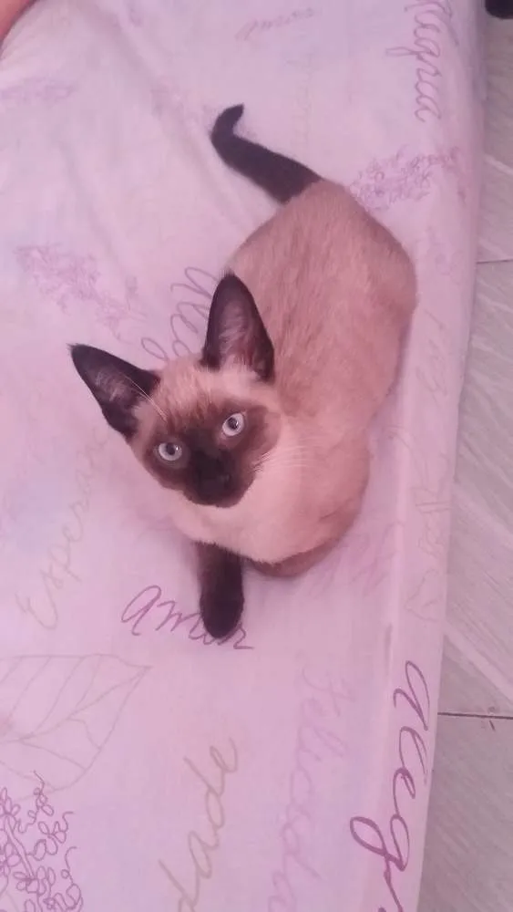 Gato ra a Misturado com siamês  idade 2 a 6 meses nome Fred