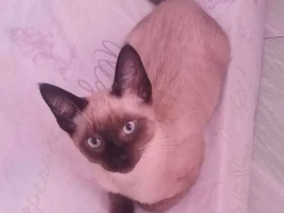 Gato ra a Misturado com siamês  idade 2 a 6 meses nome Fred