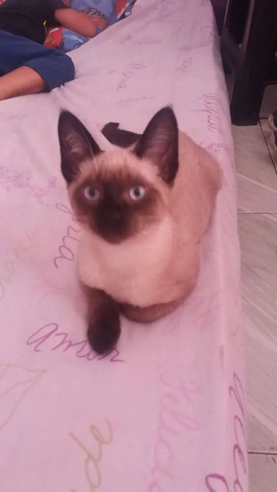 Gato ra a Misturado com siamês  idade 2 a 6 meses nome Fred