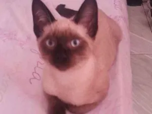 Gato raça Misturado com siamês  idade 2 a 6 meses nome Fred