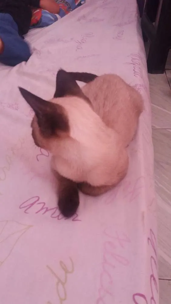Gato ra a Misturado com siamês  idade 2 a 6 meses nome Fred