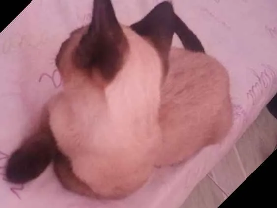 Gato ra a Misturado com siamês  idade 2 a 6 meses nome Fred