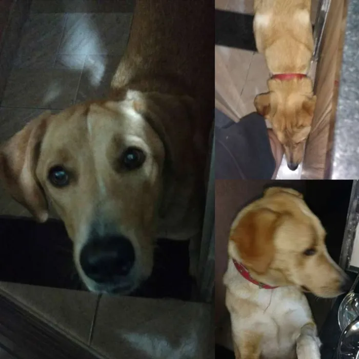 Cachorro ra a SRD idade 1 ano nome Magrela