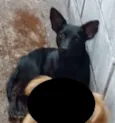Pretinha
