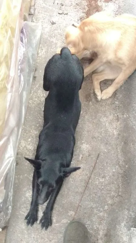 Cachorro ra a SRD idade 3 anos nome Pretinha