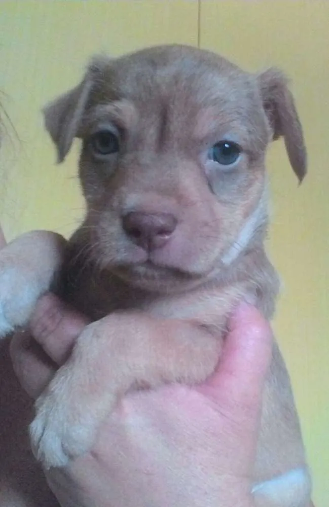 Cachorro ra a Srd  idade Abaixo de 2 meses nome Ayron