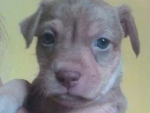 Cachorro raça Srd  idade Abaixo de 2 meses nome Ayron