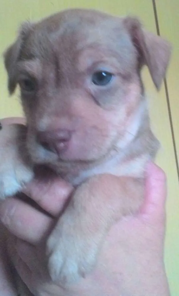 Cachorro ra a Srd  idade Abaixo de 2 meses nome Ayron