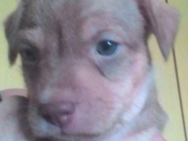 Cachorro ra a Srd  idade Abaixo de 2 meses nome Ayron