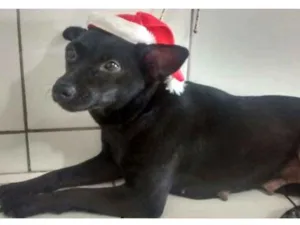 Cachorro raça SRD idade 3 anos nome Pretinha
