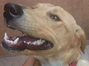 Cachorro raça SRD idade 1 ano nome Magrela