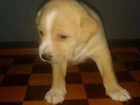 Cachorro ra a SRD idade Abaixo de 2 meses nome Filhotes