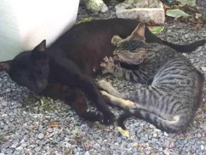 Gato raça  idade Abaixo de 2 meses nome ?