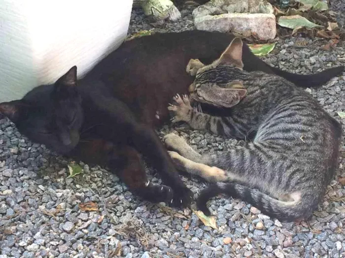 Gato ra a  idade Abaixo de 2 meses nome ?