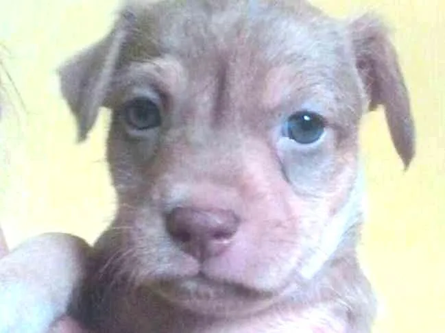 Cachorro ra a Srd  idade Abaixo de 2 meses nome Ayron