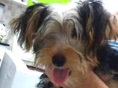 Cachorro ra a Yorkshire idade 2 a 6 meses nome Marley