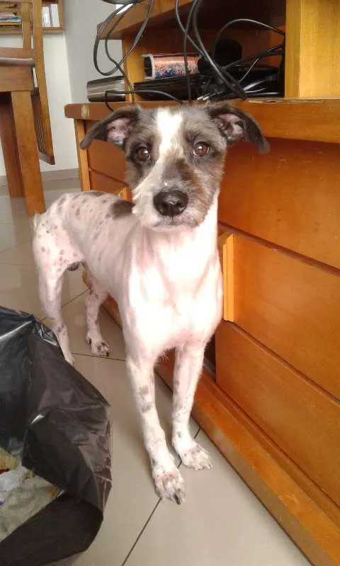 Cachorro ra a Vira-lata idade 2 anos nome Hulk