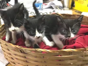 Gato raça Srd idade 2 a 6 meses nome Malhadinhas 