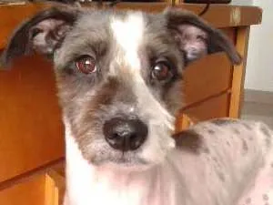 Cachorro raça Vira-lata idade 2 anos nome Hulk