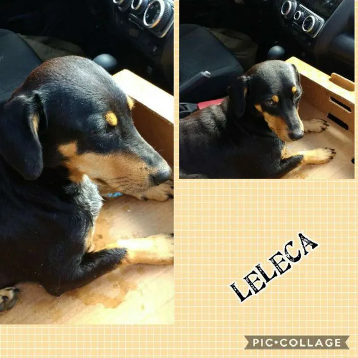 Cachorro ra a MESTIÇA DE DACHSHUND idade 2 anos nome LELECA