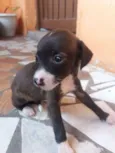 filhotes