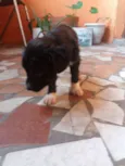 filhotes