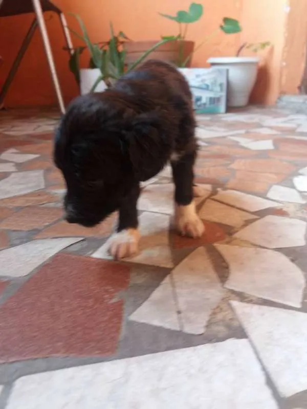 Cachorro ra a vira lata idade Abaixo de 2 meses nome filhotes