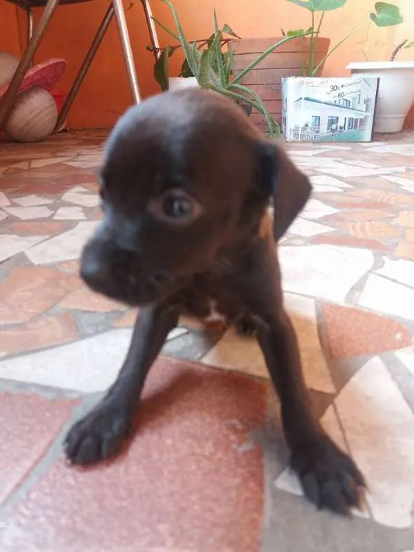 Cachorro ra a vira lata idade Abaixo de 2 meses nome filhotes