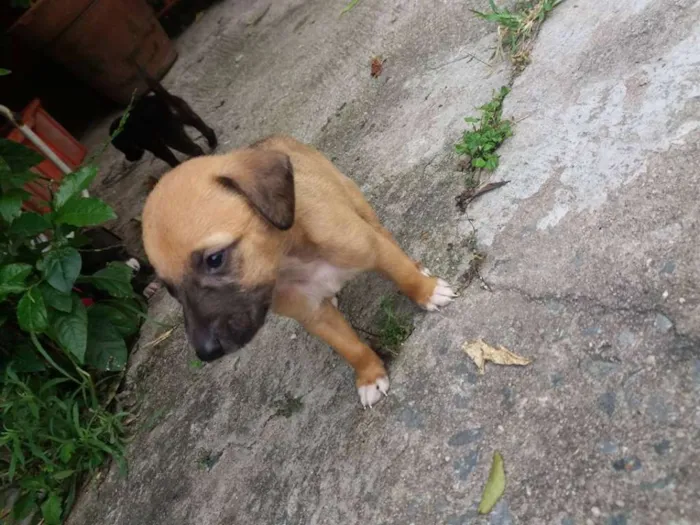 Cachorro ra a vira lata idade Abaixo de 2 meses nome filhotes