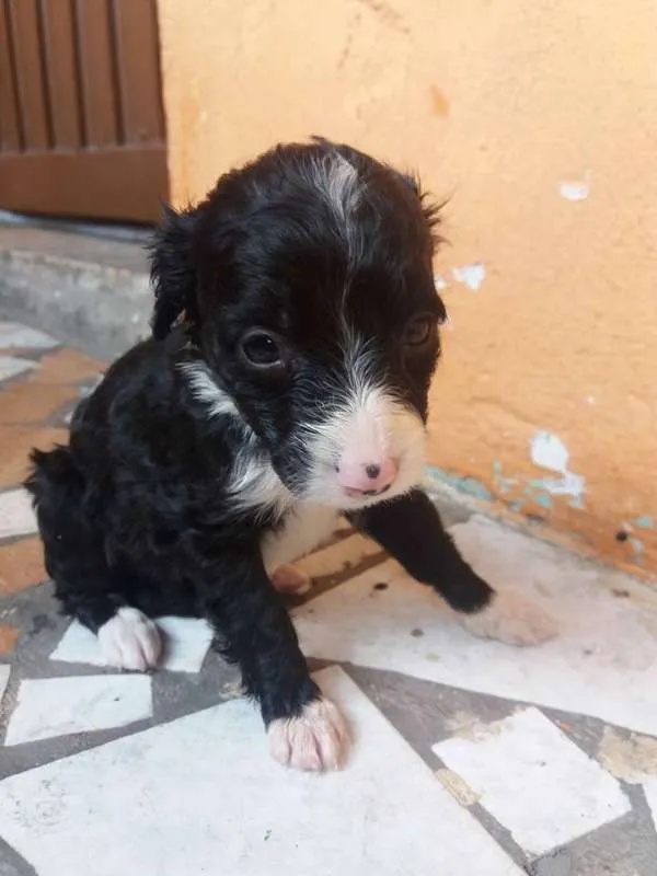 Cachorro ra a vira lata idade Abaixo de 2 meses nome filhotes