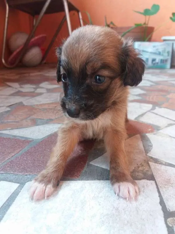 Cachorro ra a vira lata idade Abaixo de 2 meses nome filhotes