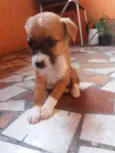 filhotes