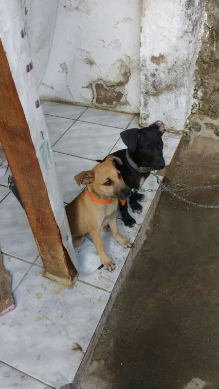 Cachorro ra a vira-lata idade 2 a 6 meses nome lulu