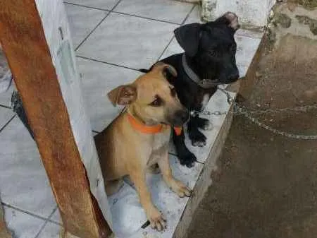 Cachorro ra a vira-lata idade 2 a 6 meses nome lulu