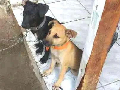 Cachorro ra a vira-lata idade 2 a 6 meses nome lulu