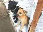 Cachorro raça vira-lata idade 2 a 6 meses nome lulu
