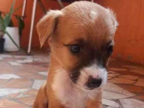 Cachorro ra a vira lata idade Abaixo de 2 meses nome filhotes