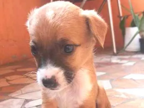Cachorro ra a vira lata idade Abaixo de 2 meses nome filhotes