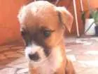 Cachorro raça vira lata idade Abaixo de 2 meses nome filhotes