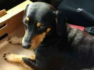 Cachorro ra a MESTIÇA DE DACHSHUND idade 2 anos nome LELECA