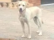 Cachorro raça mestiço labrador idade 2 a 6 meses nome Thor