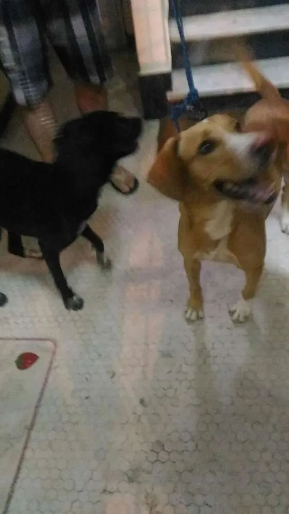 Cachorro ra a Srd idade 2 anos nome Pretinho / Caramelo