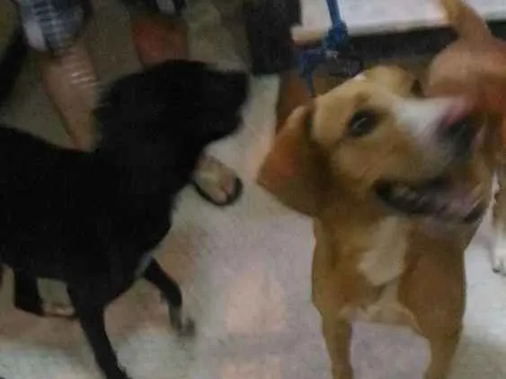 Cachorro ra a Srd idade 2 anos nome Pretinho / Caramelo