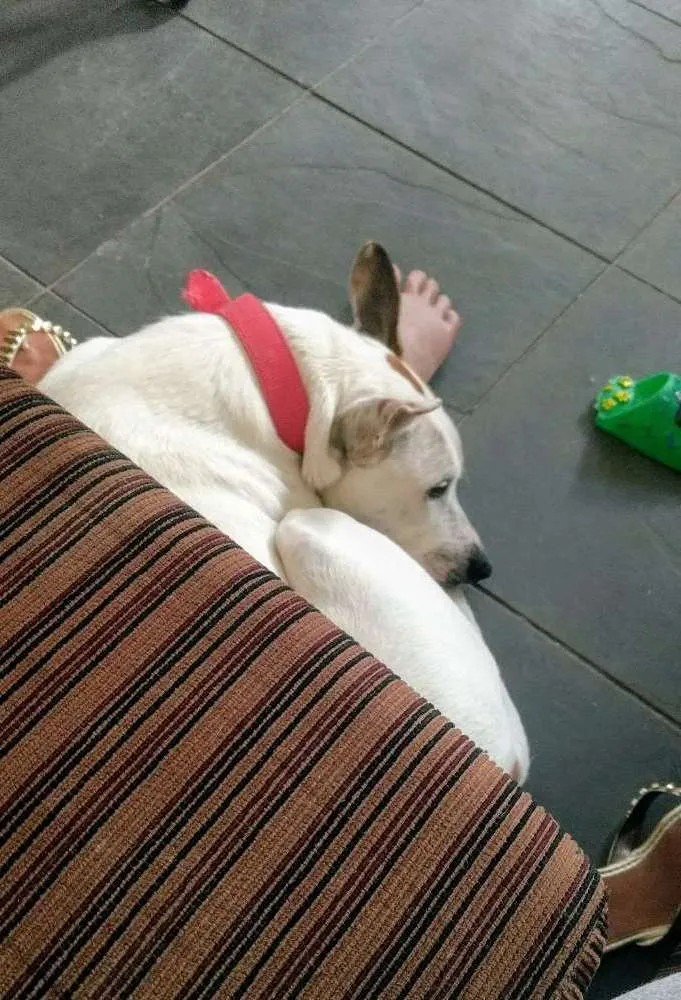 Cachorro ra a Sem raça definida idade 2 anos nome Menina