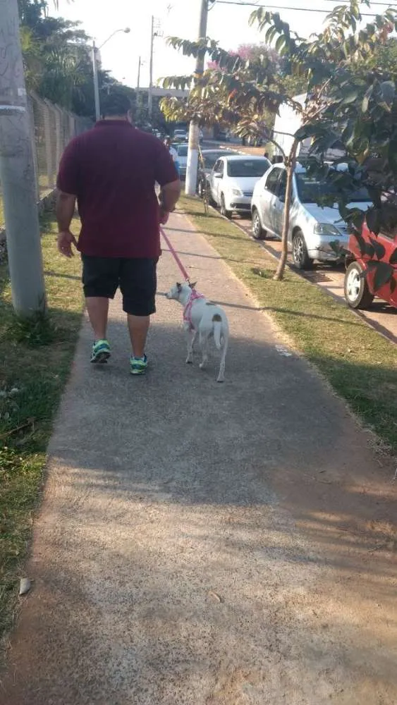 Cachorro ra a Sem raça definida idade 2 anos nome Menina