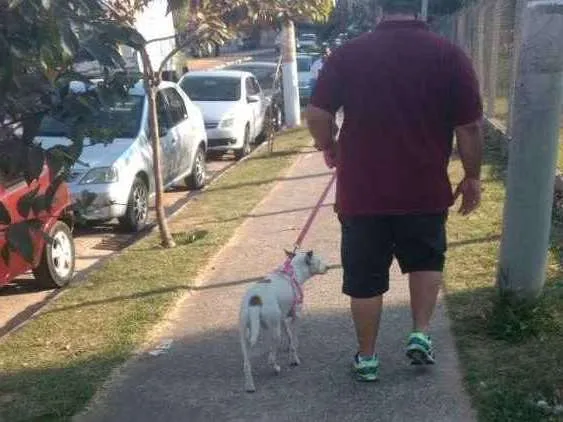 Cachorro ra a Sem raça definida idade 2 anos nome Menina