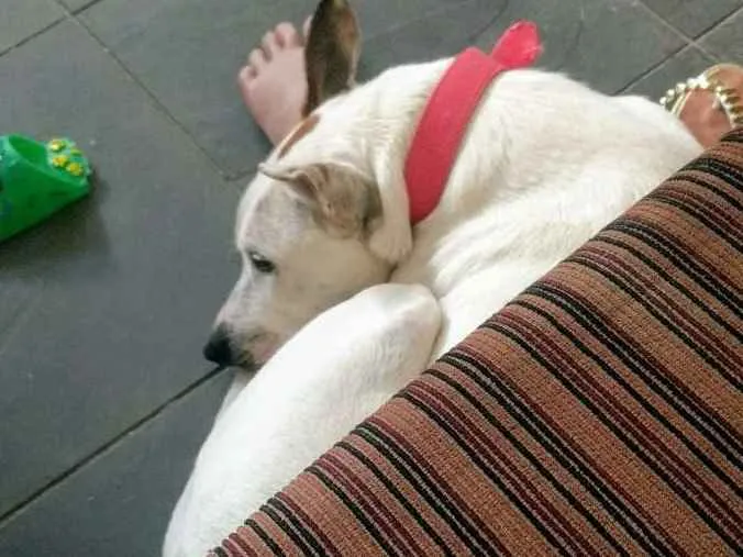 Cachorro ra a Sem raça definida idade 2 anos nome Menina